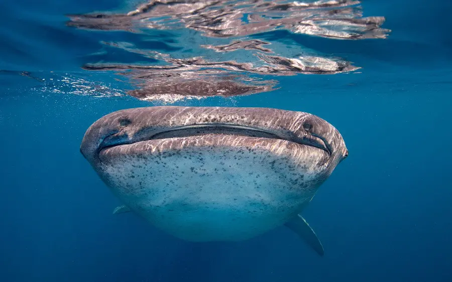 The strangest photo taken of a whale shark from a front view