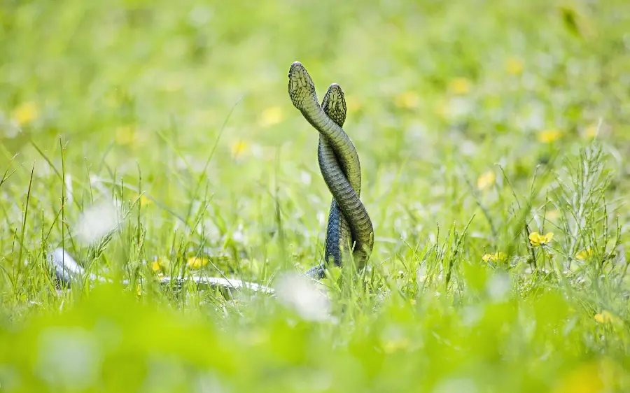 The most strange background of twin snakes among the greenery 