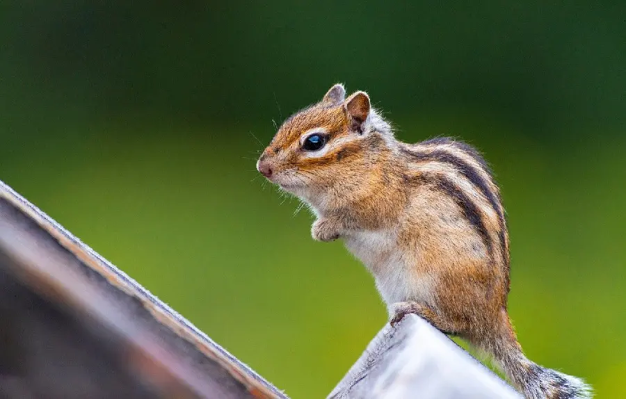 High quality photo of a ground squirrel or a ground squirrel