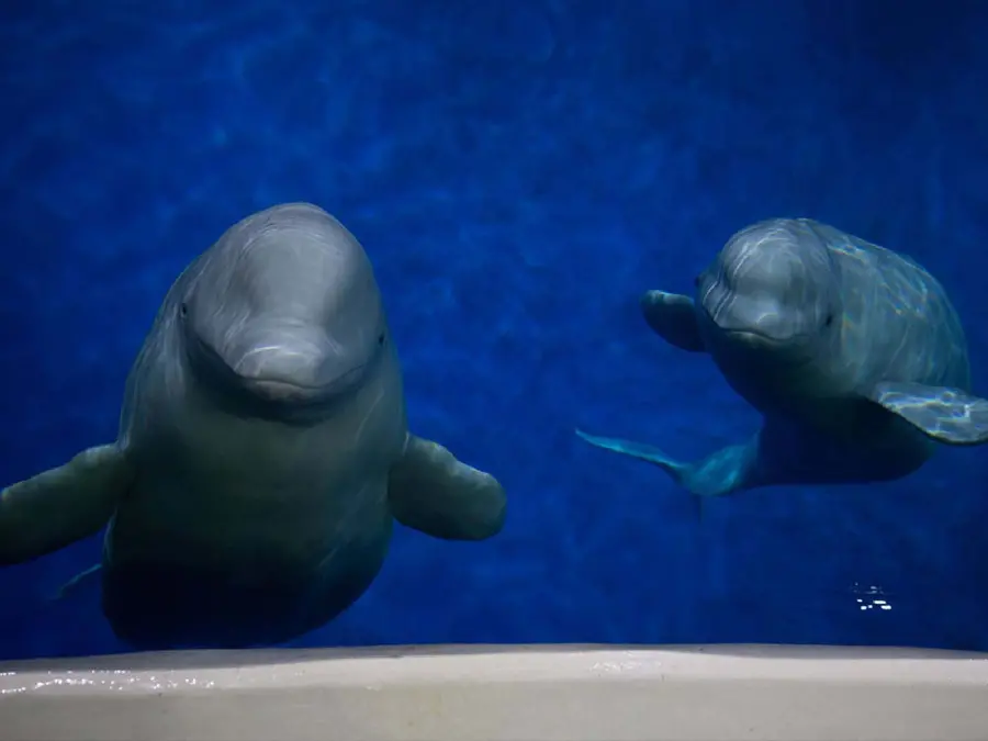 High quality background of a beluga whale staring at the camera