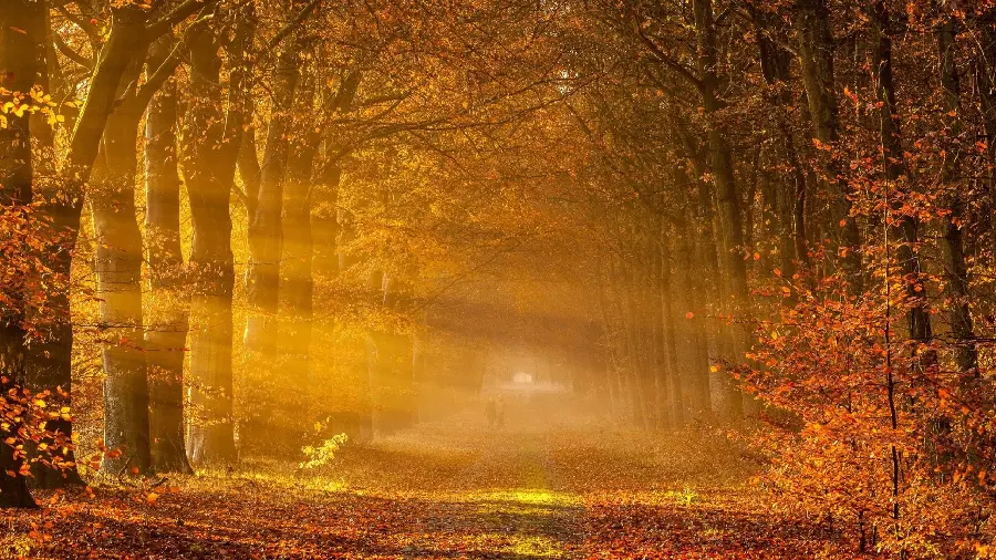 The silent and eerie foggy and luminous autumn forest