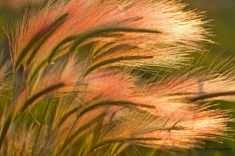 A special and dreamy photo of beautiful pampas in the hands of the wind