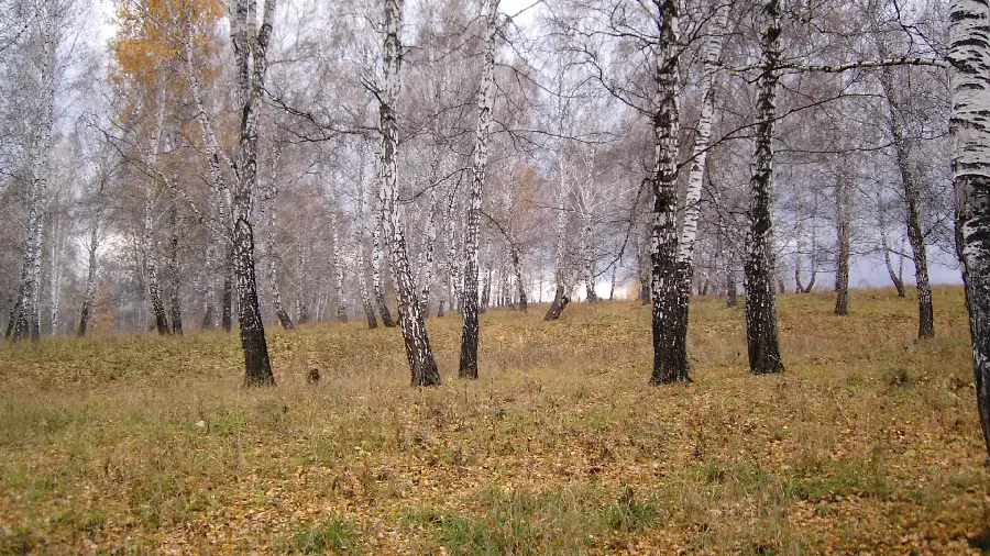 Autumn wallpaper of dried trees without leaves 