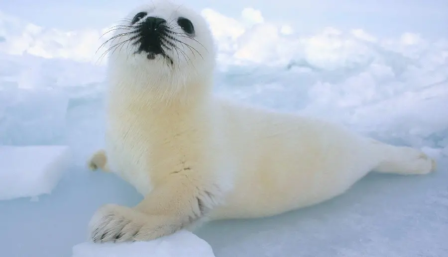 White big-eyed seal wallpaper for cute animal lovers