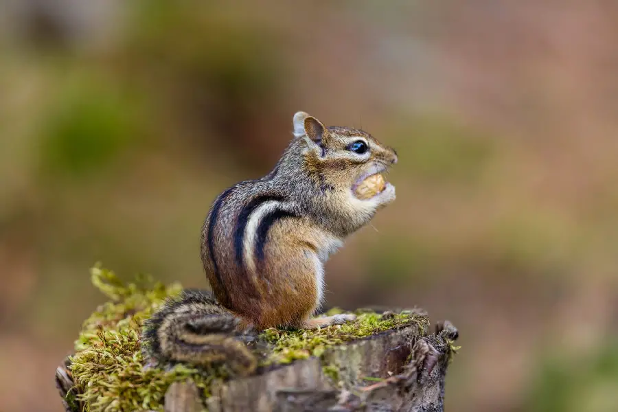 High quality ground squirrel image for printing stickers