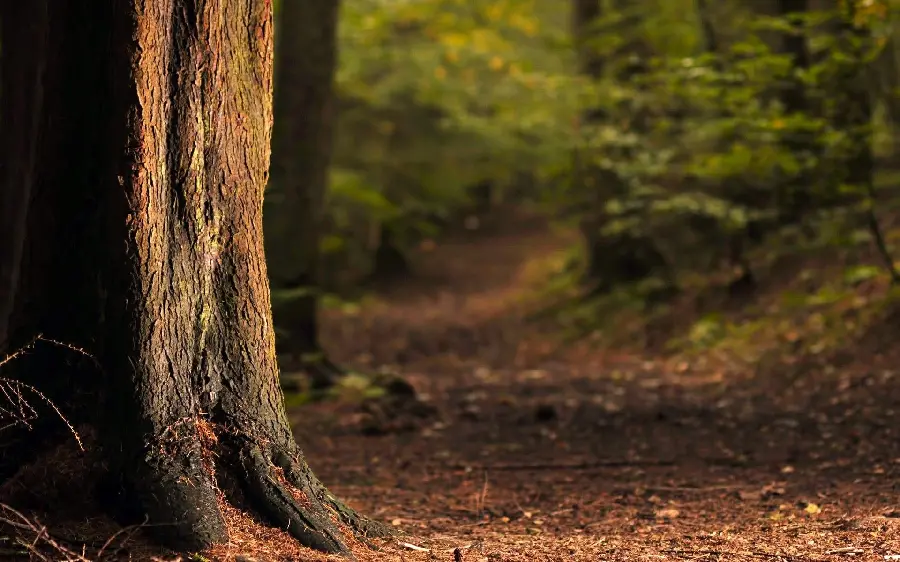 Old and large tree trunk wallpaper for use in cyberspace 