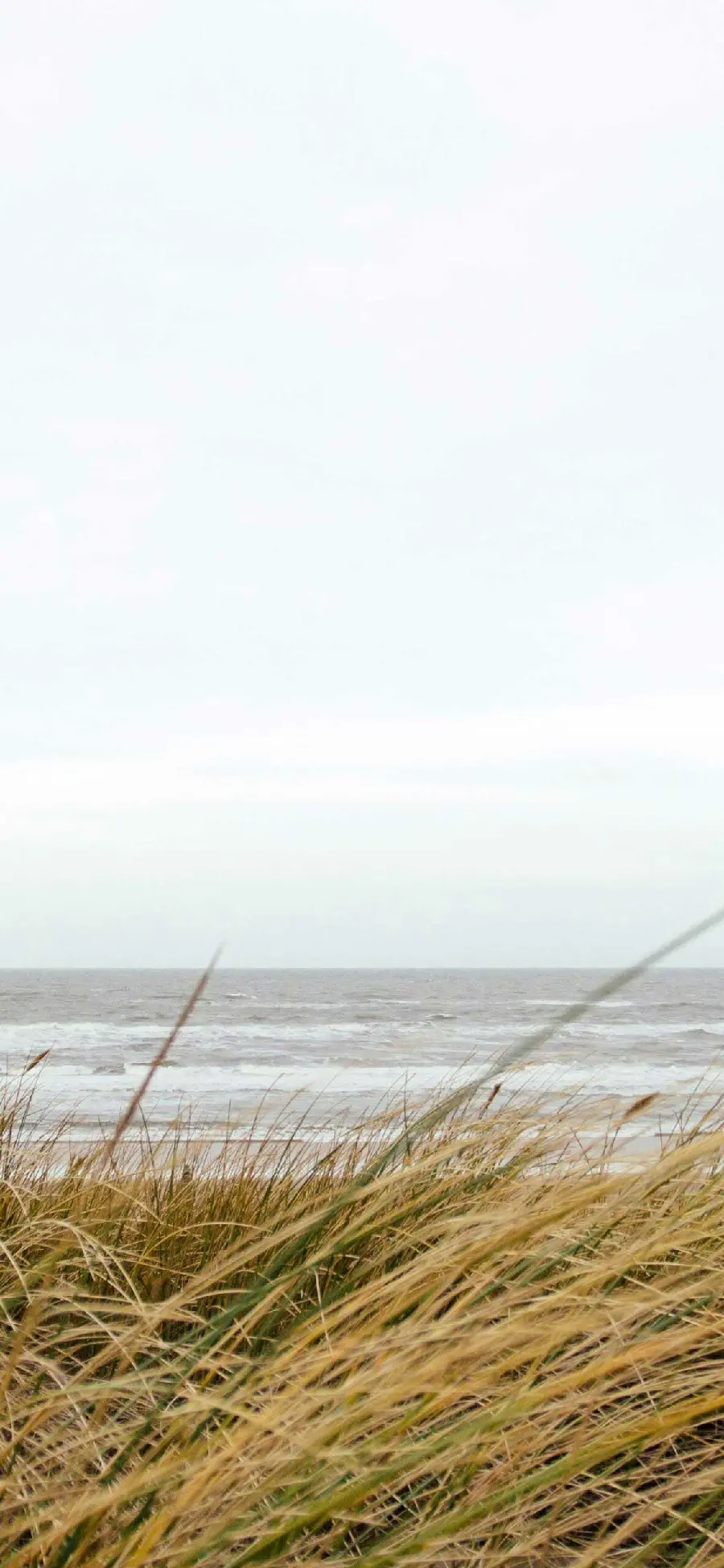 Free download of beach grass images for free from Johor