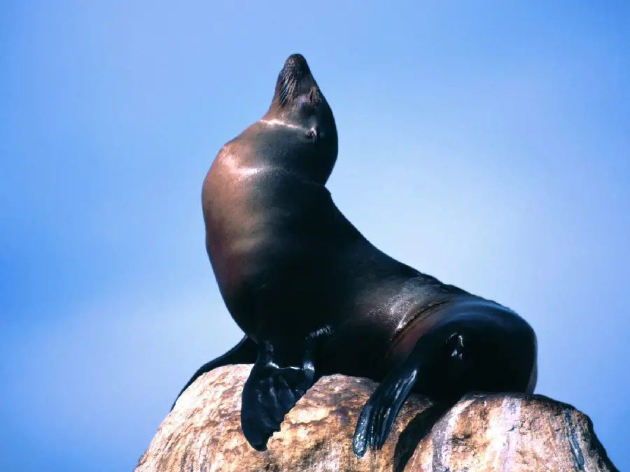 High quality photo of a Caspian black seal sitting on a rock on the shore