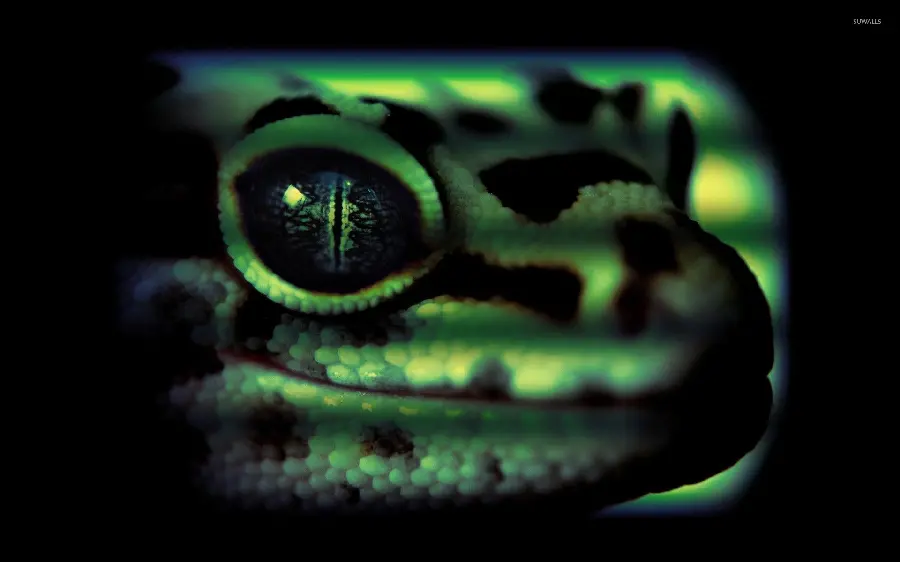 Download a completely free photo of a leopard gecko or gecko from Johreh