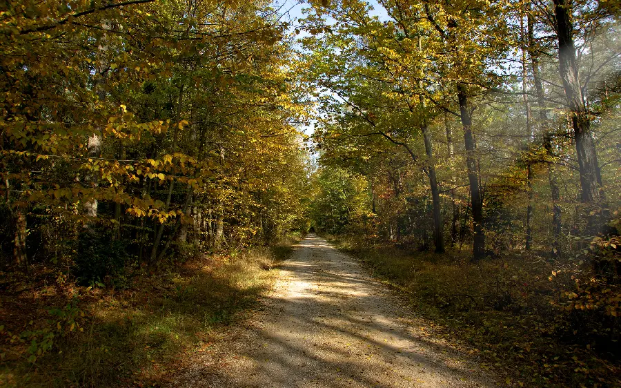 Beautiful and pleasant forest background for all types of phones and tablets 