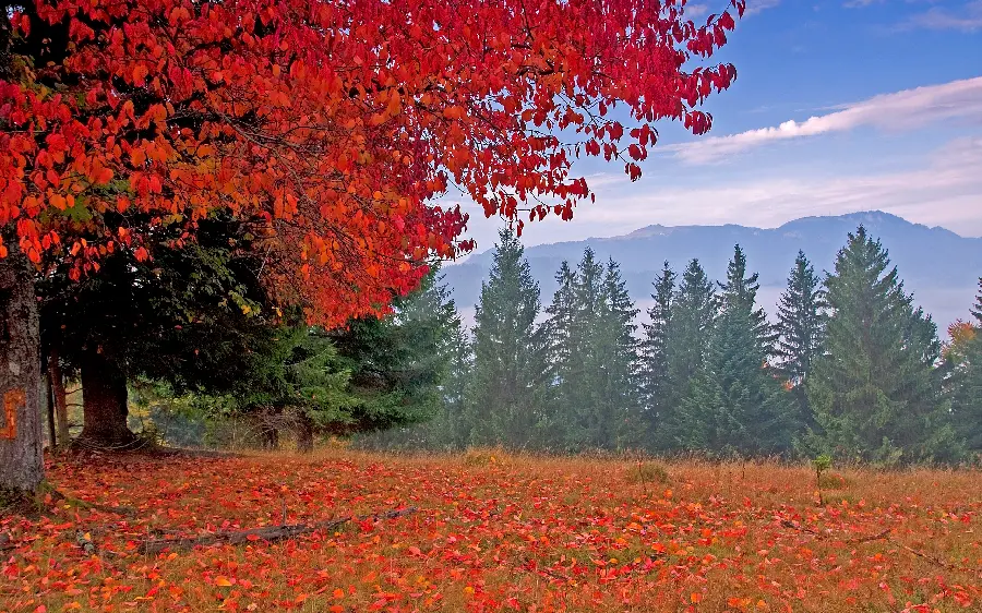 Wallpaper of autumn nature for meditation enthusiasts 