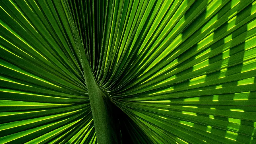 Green 3D background photo with black background and 4K quality