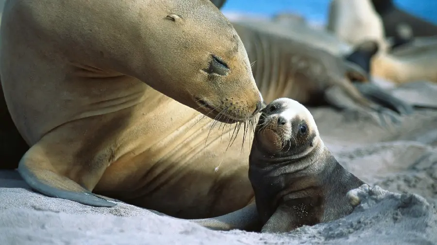 Background image of a mother seal with her baby for printing posters and signs