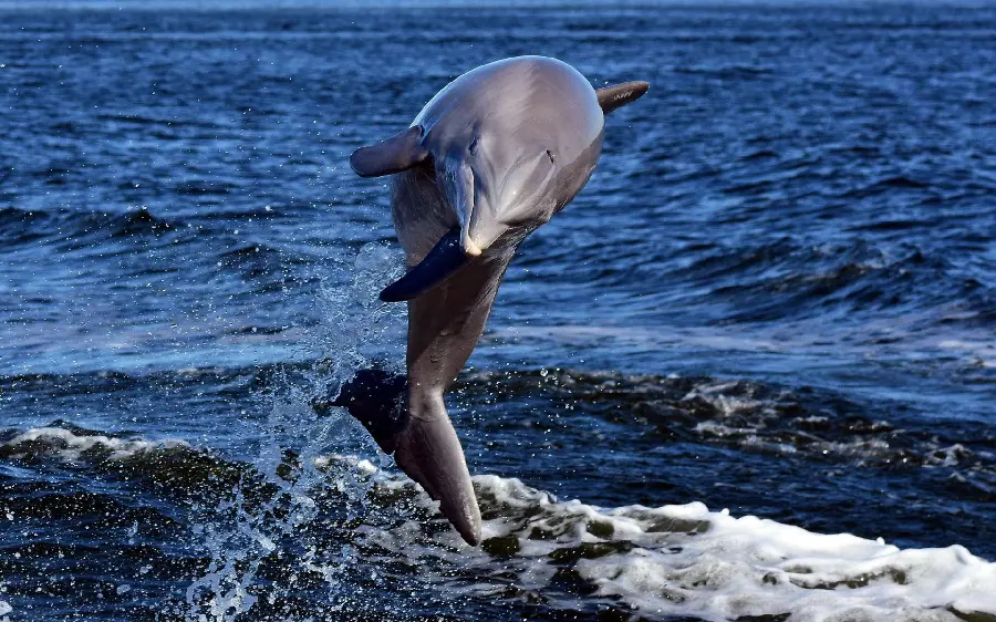 Download background of beautiful and spectacular dolphins jumping
