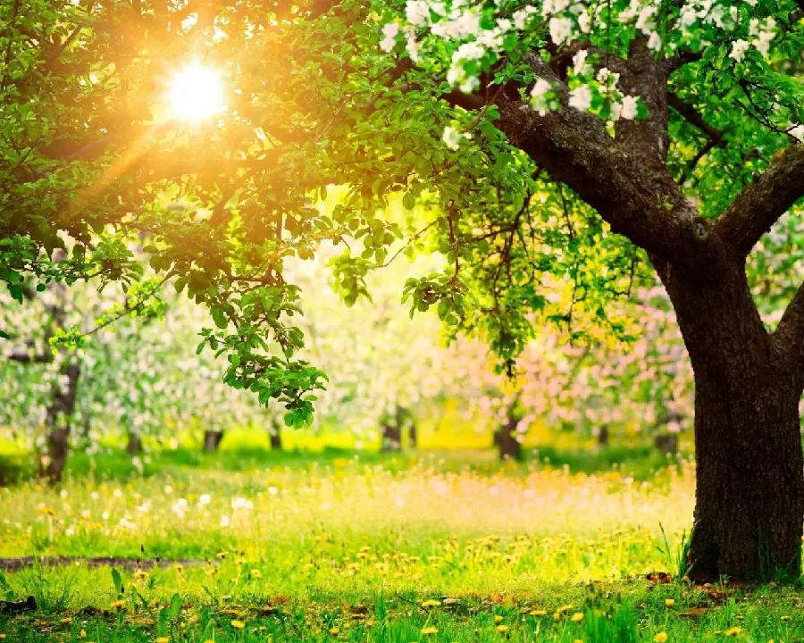Fruit tree blossom garden background with direct sunlight