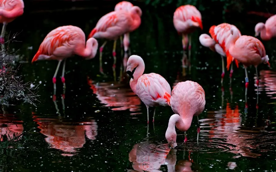 Download wallpaper with pink flamingos for wall poster printing
