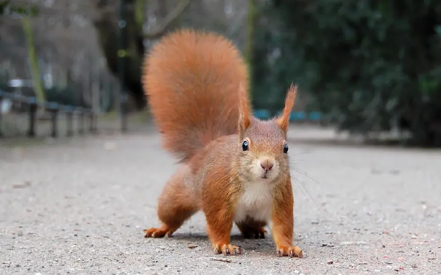 Red Squirrel Stock Photo in Forest Park for Desktop