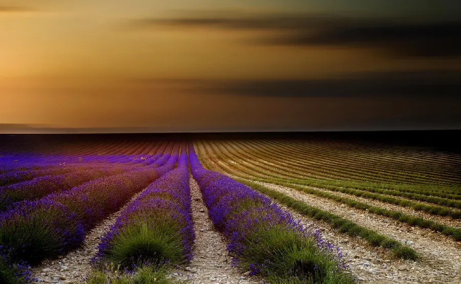 A very beautiful and high-quality photo of a lavender field with eye-catching nature