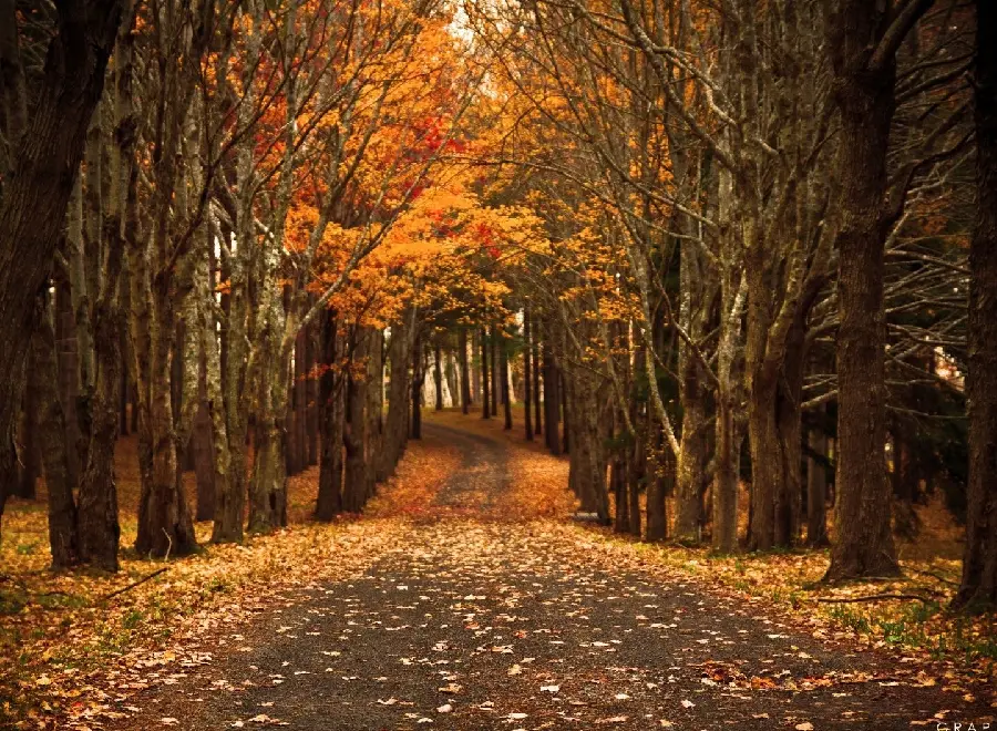 Photo of warm autumn colors in the colorful and enchanted world of autumn 