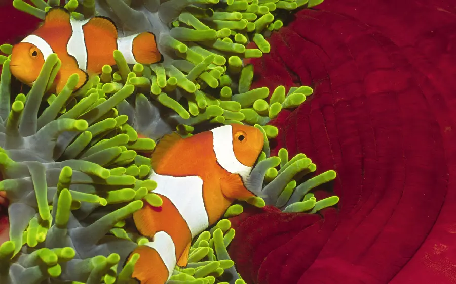 Nemo Fish Wallpaper for Old Screens