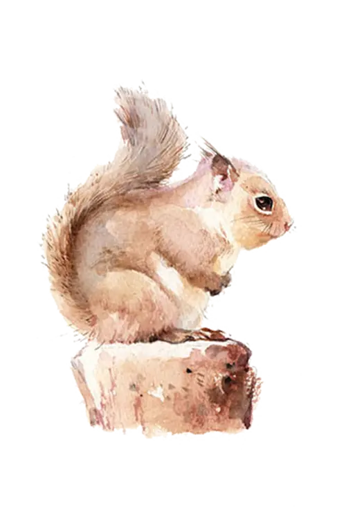 Real Dried Squirrel PNG Image, Widely Used and Free, Without Background Free