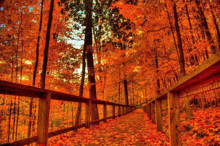 Download the most dreamy photo of a real autumn forest covered in red and orange