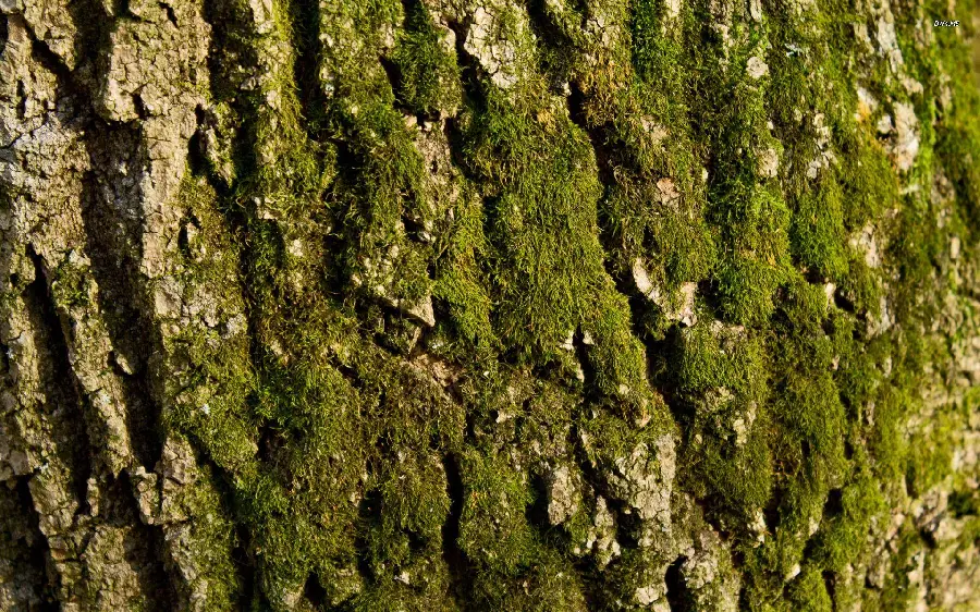 Background for a laptop with a beautiful design of an old tree trunk