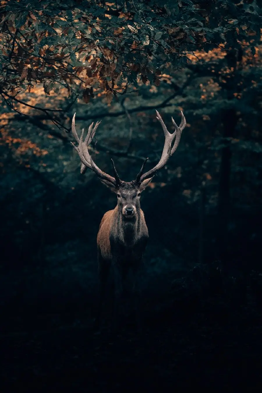 Creepy background of a big deer in a dark landscape