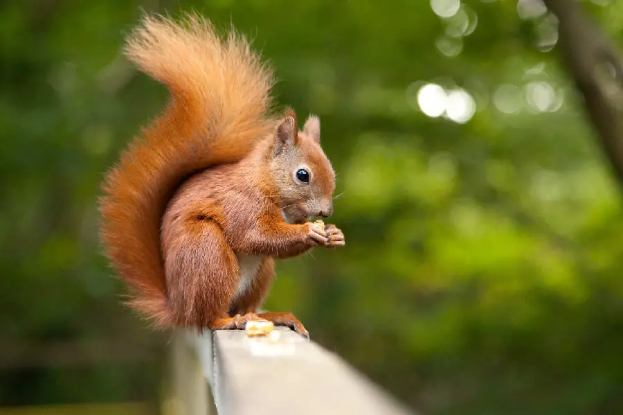 One of the most famous images of squirrel Red 