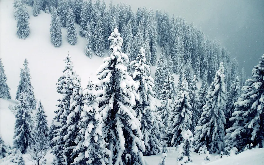 Winter photo full of snow and blizzard with attractive white trees