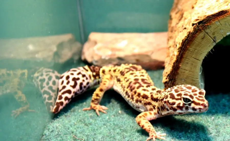 Background image with the theme of a leopard gecko, a popular and popular lizard