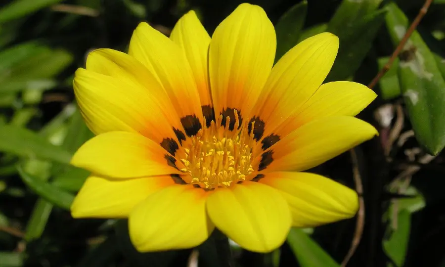 The most widely used stock with an attractive yellow flower design for printing decorative boards 