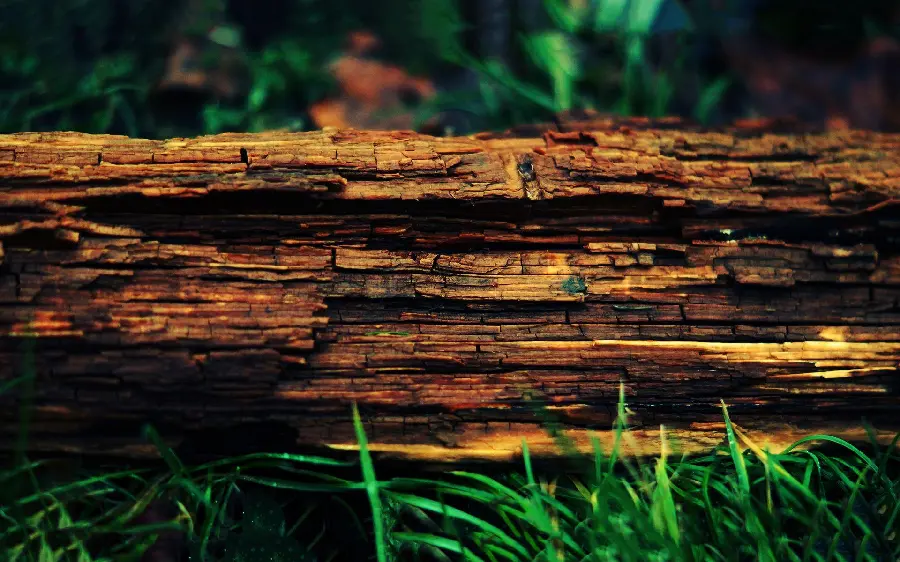 Cool image of a cut tree trunk lying on the forest floor