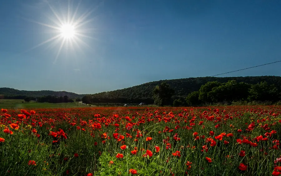 Nature of a flower garden with red roses and the gentle light of the sun
