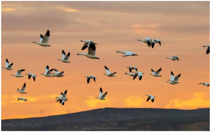 Birds Flying Wallpaper for Laptop and Computer 