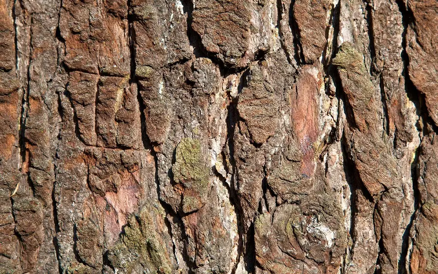 The highest quality image of tree trunk bark taken with an iPhone 