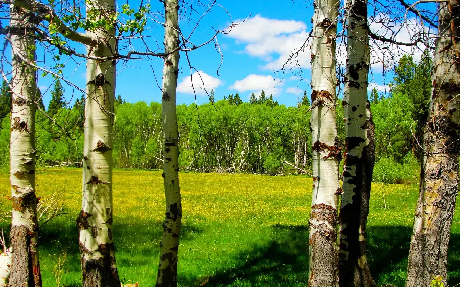 Simple and no-effects photo of a natural landscape with slender but leafy trees 