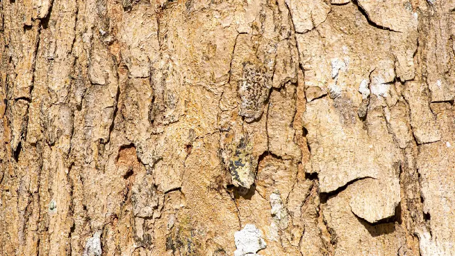Stock image of old tree bark in Bojnourd 