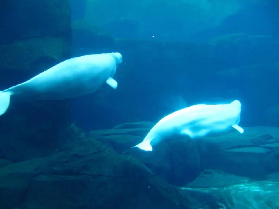 Wallpaper for lovers of underwater animals with the theme of beluga whale