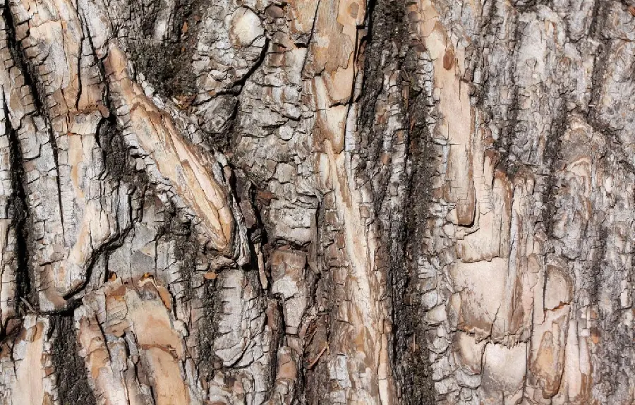 Simple photo of the texture and covering of the bark of a tree trunk 