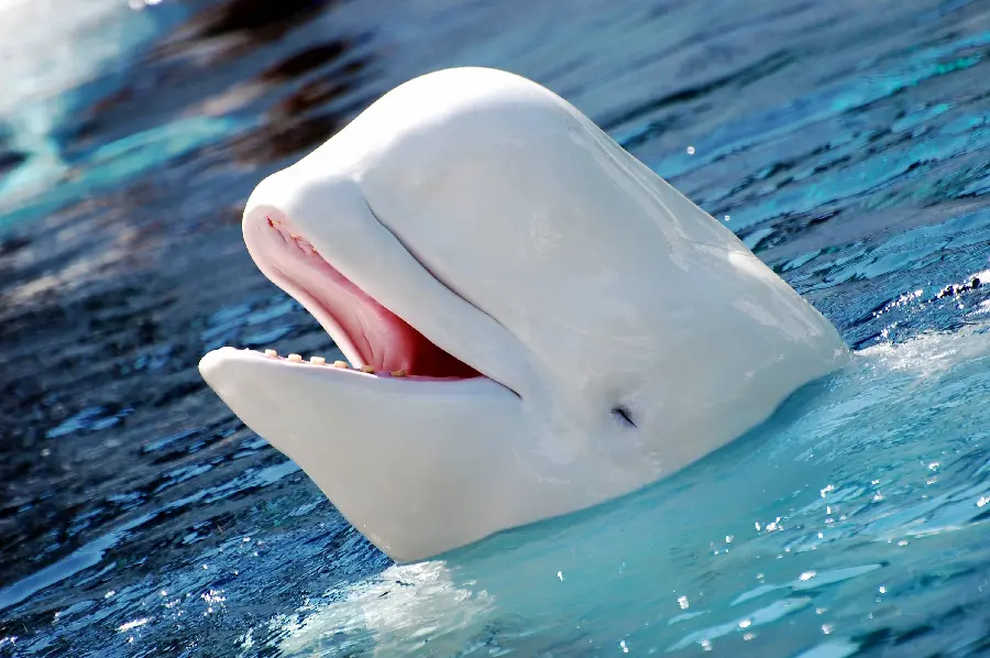 High-quality wallpaper for desktop background with the theme of a beluga whale