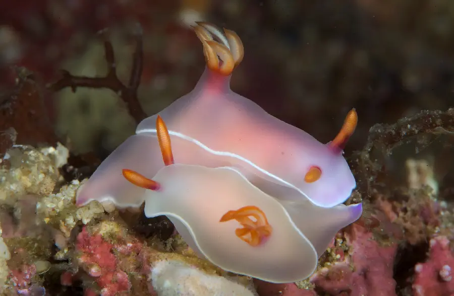 Under the sea image in HD quality for desktop background 