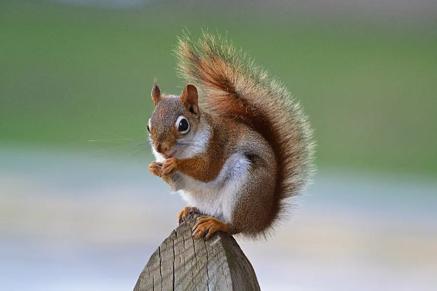 Beautiful red squirrel stock with resolution and pixel play