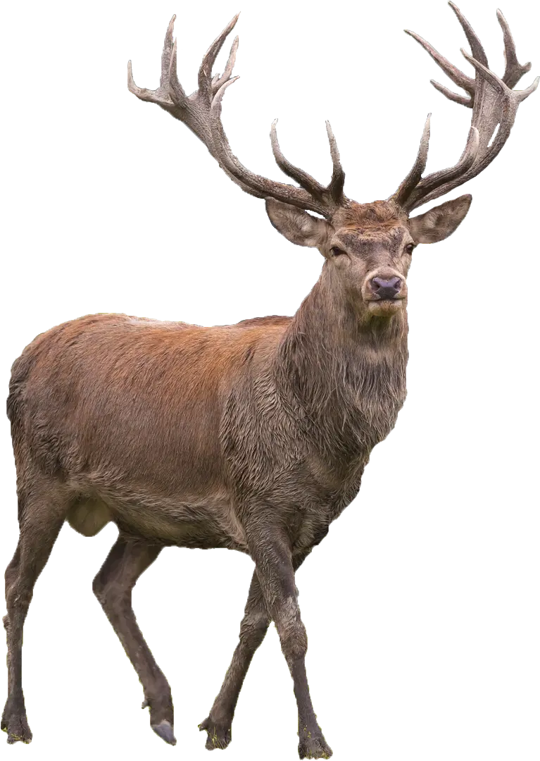  PNG photo of a real and wild deer, teleported and without a background
