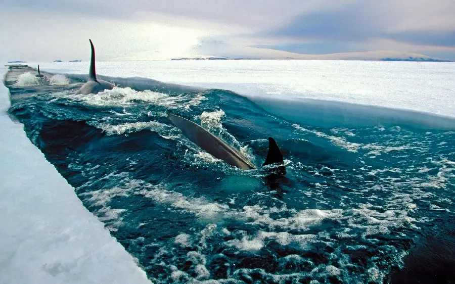 Orca killer whale