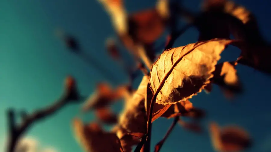 High Quality Autumn Withered Dry Leaves Close-up Background