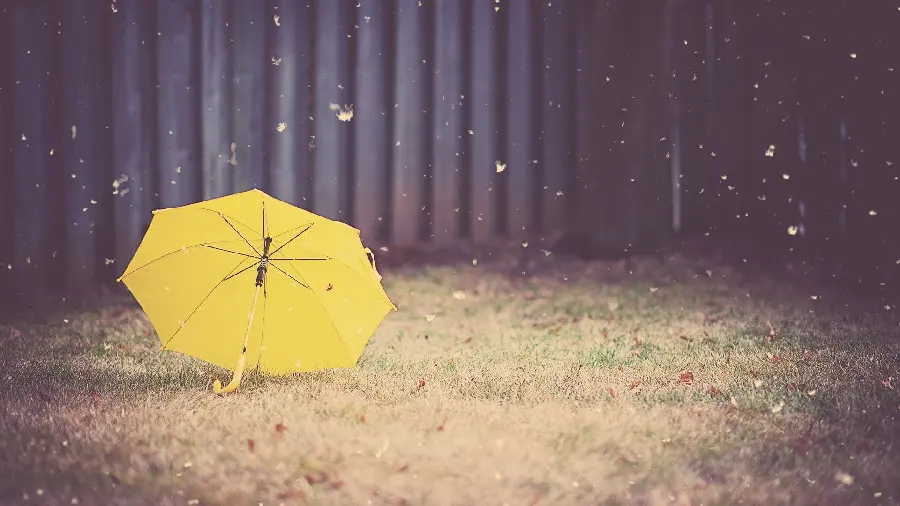 Profile photo and special background of a romantic yellow rain umbrella 