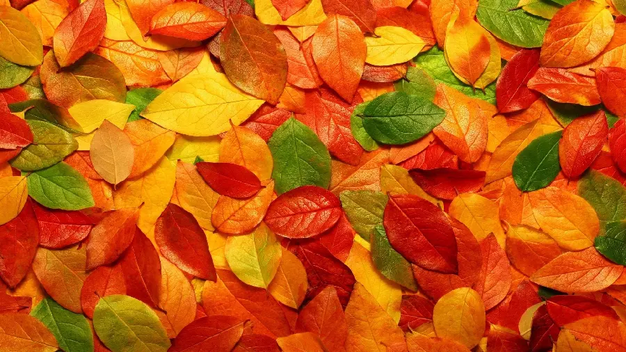 Graphic fantasy profile picture of beautiful small autumn leaves 