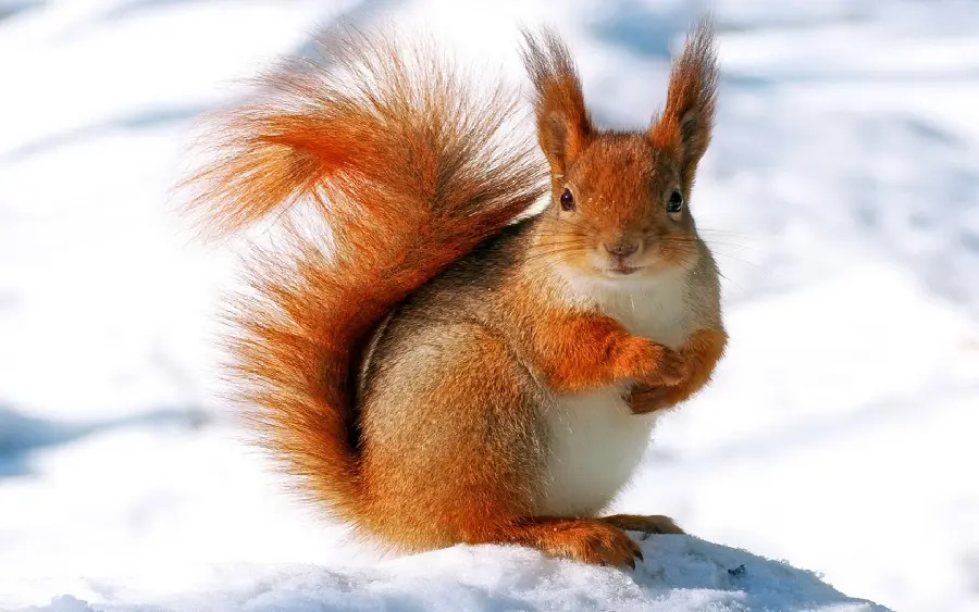 Cute Red Squirrel Stock Photo on White Snowy Ground