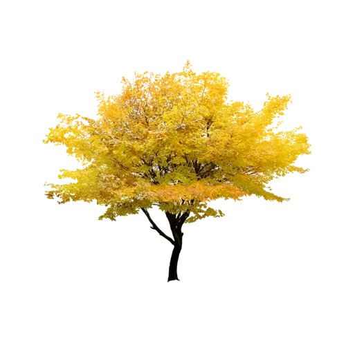 The most beautiful free and high-quality animated autumn tree PNG image